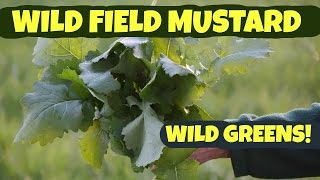 Wild Field Mustard How to Pick and Process [upl. by Eastman120]