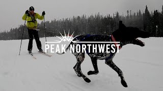 Skiing with dogs Skijoring is as fun and wild as it looks  Peak Northwest [upl. by Ecreip]