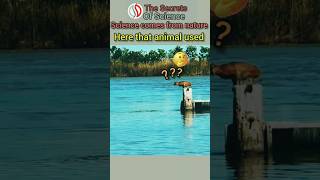 sciencenaturephysics projectilemotionanimals secretsofscienceyttrend viral2024ytshorts [upl. by Godewyn]