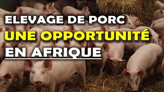 Pourquoi investir dans lélevage de Porc en Afrique [upl. by Ayanahs]