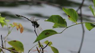 Golden ringed dragonfly eating a Dragonfly [upl. by Busby609]