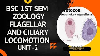 flagellar and ciliary movement in protozoa msc first semester zoology [upl. by Adnopoz]