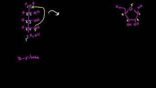 Cyclization of Sugars 1 [upl. by Bertrando]