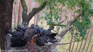 Black Storks Bolewice Forest District Poland🐟🐟 🍽️ 20240630 [upl. by Kayla]