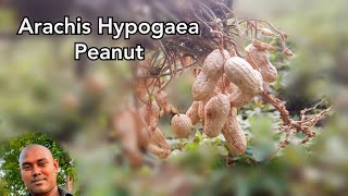 Arachis Hypogaea  Peanut  Make Nature [upl. by Htims743]