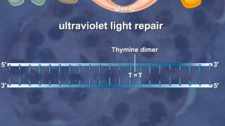 Nucleotide Excision Repair of the DNA HD Animation [upl. by Chladek301]