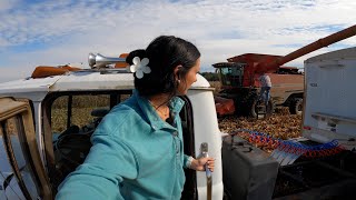 First Day of Corn Harvest [upl. by Namwen]