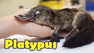 What Is A Platypus 10 Facts about the Platypus [upl. by Lowry]