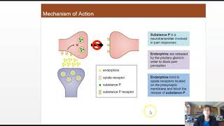 Enkephalin Endorphin and Substance P [upl. by Saw]