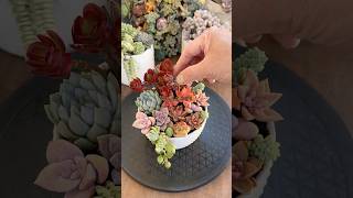 What to do with your succulent cuttings🪴 succulents diysuculentas [upl. by Ttayw]