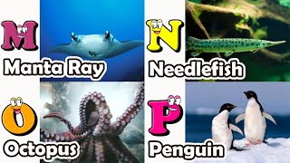 ABC phonics animals  ABC Sea Animals song  English and Animals for Kids  Alphabets Kids Song [upl. by Asp]