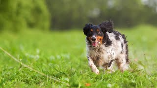 The Benefits of the Brittany Dog in Assisted Therapy [upl. by Sanbo]