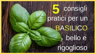 5 consigli pratici per un basilico bello e rigoglioso [upl. by Genevieve]