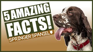 SPRINGER SPANIELS Top 5 Incredible Facts About The Springer Spaniels [upl. by Octave632]