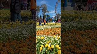 Floriade Canberra ACTsubscribe youtube share flowers bulbs floride canberra CBR [upl. by Iong]