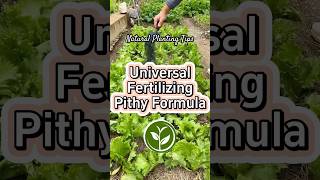 Universal fertilizer Pithy Formula plants shortvideo garden youtubeshorts howto farming [upl. by Yelrebmyk]