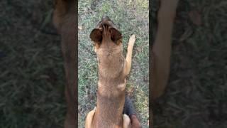 Belgian Malinois working on Recall dogtraining belgianmalinois obedience [upl. by Etz]