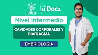 Cavidades corporales y diafragma con Harper Academia amp uDocz 📚 Nivel Intermedio [upl. by Isabella]