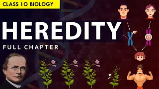 CLASS 10 HEREDITY amp EVOLUTION Full chapter explanation Animation  NCERT Class 10 Chapter 8 [upl. by Goth657]