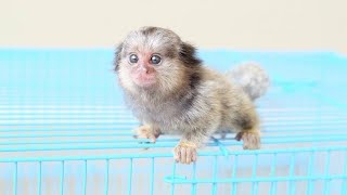 Cutest Smallest Marmoset Monkey ever [upl. by Nylireg]