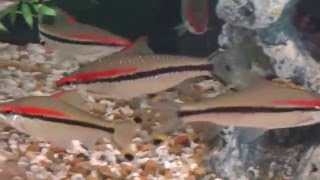 Redline torpedo barbs Denison barb Roselines up close in their 125 gallon tank [upl. by Leckie372]