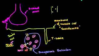 دور الشبكة البلازمية في الخلية العضلية [upl. by Thomasin757]