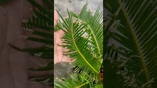 cycasplantcycas youtubeshorts nature rooftopgardens rooftop shortvideo shorts shortyoutube [upl. by Coleville]