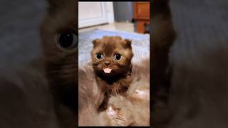 Cats funny Sound on cat cutechat funny cuteecats cutecates [upl. by Thrasher]