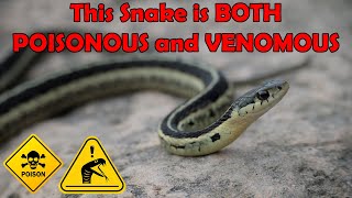 This Snake is Both POISONOUS and VENOMOUS Common Garter Snake Animal Analysis [upl. by Odraode]