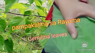 Dahon ng Gemilina gamotsaRayuma [upl. by Geraldine]