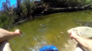 Murray Cod around Inverell [upl. by Kapor]