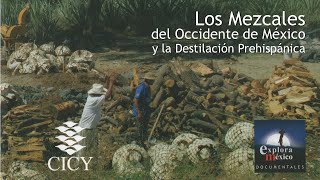 Los Mezcales del Occidente de México y la Destilación Prehispánica [upl. by Yuhas]