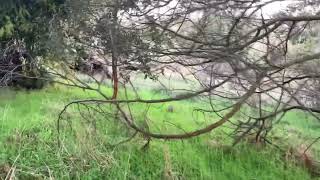 In wildlife area behind the dam Kyneton 24th Aug 2024 [upl. by Aihseuqal967]