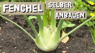 Fenchel Aussaat und Anbautipps  Knollenfenchel selber anbauen [upl. by Sarita]