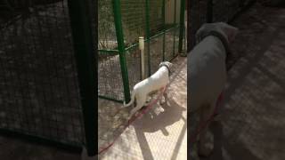 Dogo Argentino VS XLPittbullmix FIGHT [upl. by Aron]