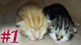 😻Chatons 18  1ère semaine  naissance accouchement jusquà 7 jours  🐈🐱 [upl. by Kincaid]