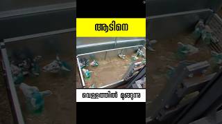 ആടിനെ മുക്കുന്ന വെള്ളം sheep dip malayalam facts shorts [upl. by Lumbard]