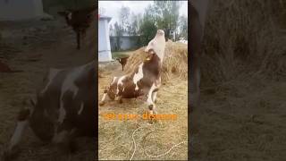 tetanus disease cow calf farming animals [upl. by Nivonod]