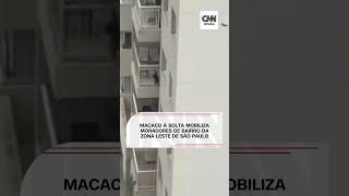 Macacoprego solto promove mobilização de moradores do Tatuapé em São Paulo para ser resgatado [upl. by Quigley]