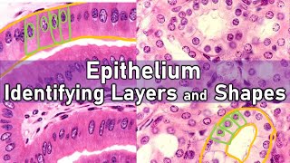 Identifying Layers and Shapes  Epithelium [upl. by Kristina]