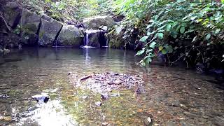 Melodischer Fluss Der Rhythmus eines sanften Flusses Eine Atmosphäre zum Schlafen Stressabbau ASMR [upl. by Husain]