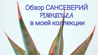 Обзор сорта сансеверий PINGUICULA в моей коллекции Все PINGUICULAсобранные за 4 г в одном видео [upl. by Notse]