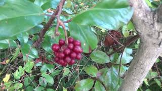 自然教育園の果実fruit in Sizenkyouikuen [upl. by Eilliw121]