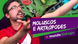 🐍 Zoologia 46 Moluscos e Artrópodes  Biologia  ENEM [upl. by Nelyahs]