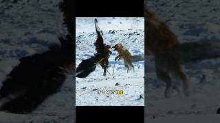 Eagle vs Fox Winter Survival Showdown [upl. by Maryjo237]