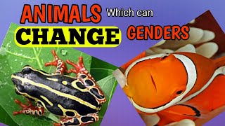 GenderShifting Animals The Fascinating Truth [upl. by Tacye]