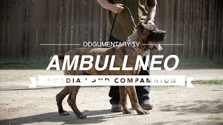 ALL ABOUT AMBULLNEO MASTIFF [upl. by Chandra]