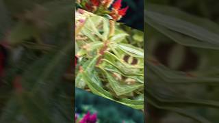 Celosia Plant Care  How to Grow Celosia from Seeds shortsfeed ytshorts viralvideo [upl. by Aicrop6]