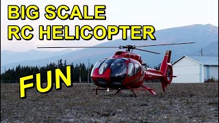 Big Scale RC Helicopter Flight  800 Size Roban EC130 amp Scale Pilot [upl. by Abshier]