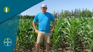 Corn Herbicides Introducing Laudis® [upl. by Goines]